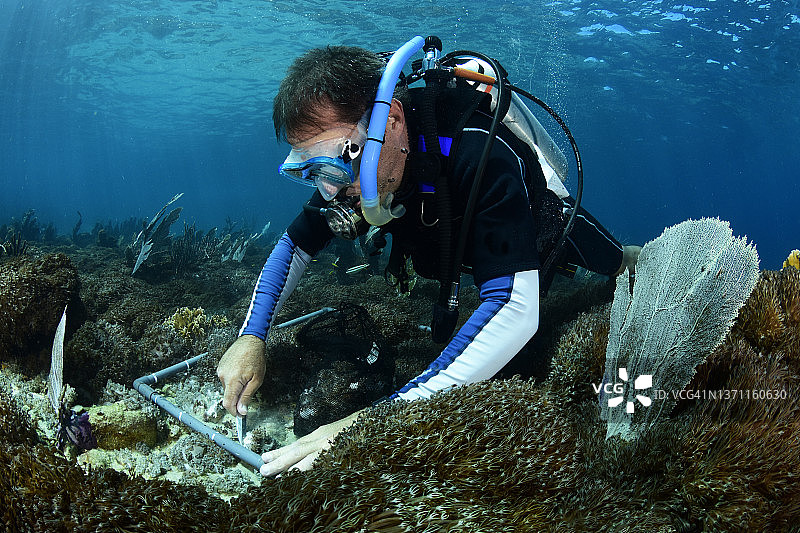 加勒比海的软珊瑚入侵图片素材