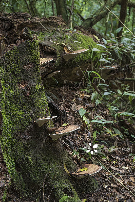 长满层架菌的热带雨林树木图片素材
