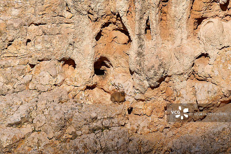 岩石沙漠峡谷中的岩蹄兔图片素材