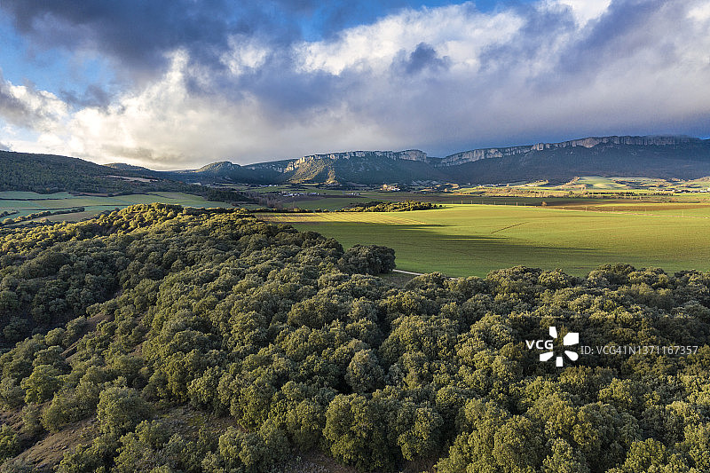 冬青栎树林图片素材