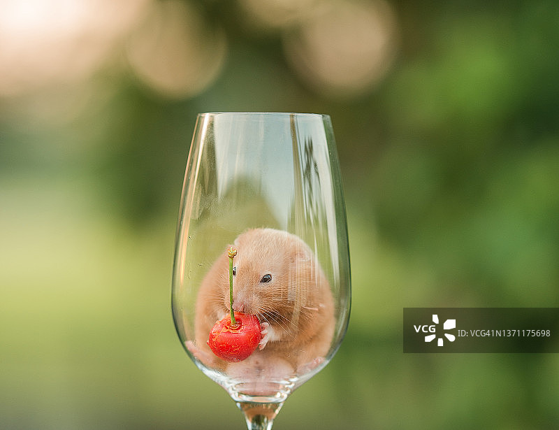 葡萄酒杯里的仓鼠图片素材