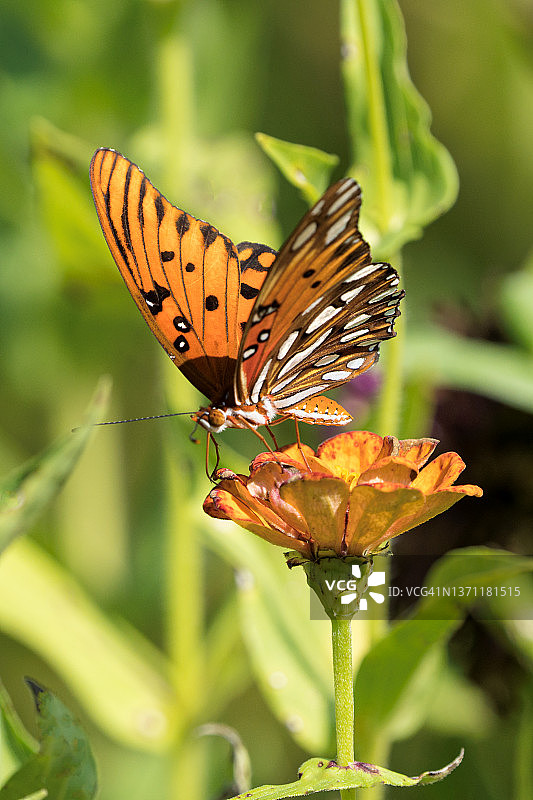 墨西哥湾蛱蝶图片素材