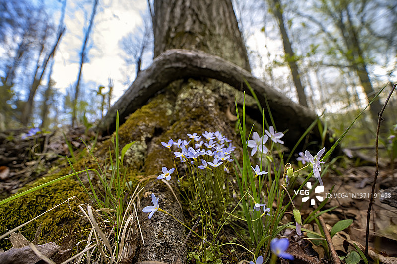 高山勿忘我图片素材