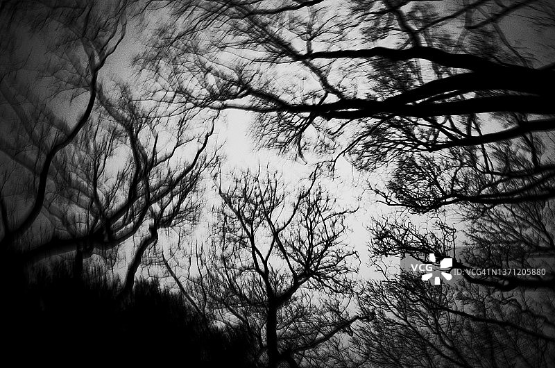 抽象树图片素材