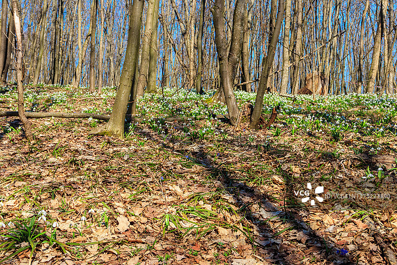 春天森林里的白色雪滴花图片素材