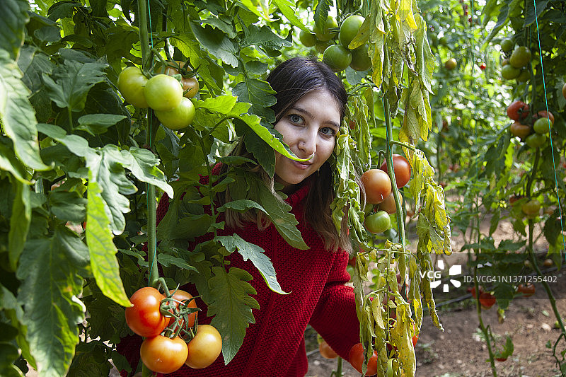 温室枝头上的有机番茄图片素材