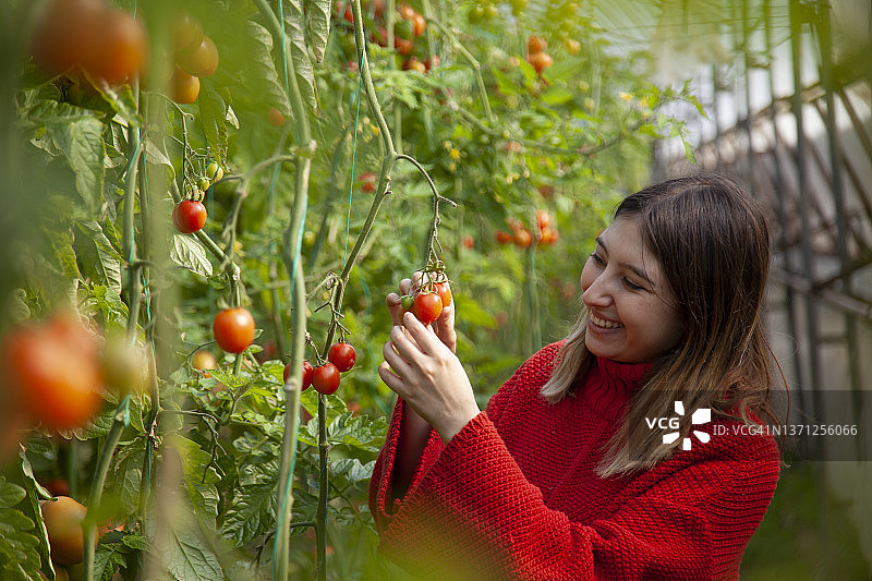 温室枝头上的有机番茄图片素材