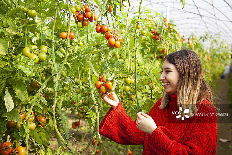 温室枝头上的有机番茄图片素材