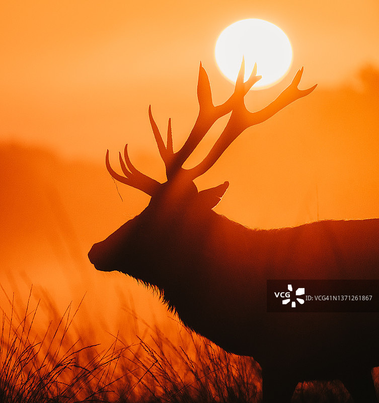 伦敦公园里的雄鹿图片素材