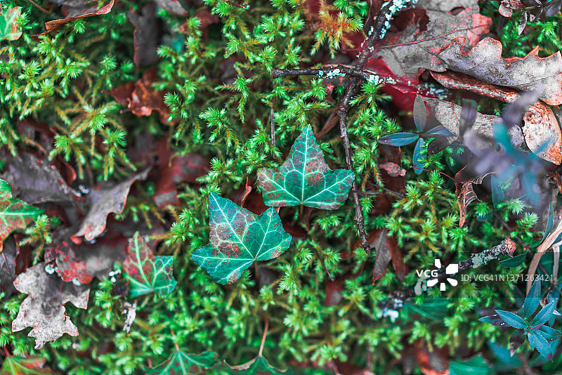 森林中树木和岩石上的苔藓图片素材