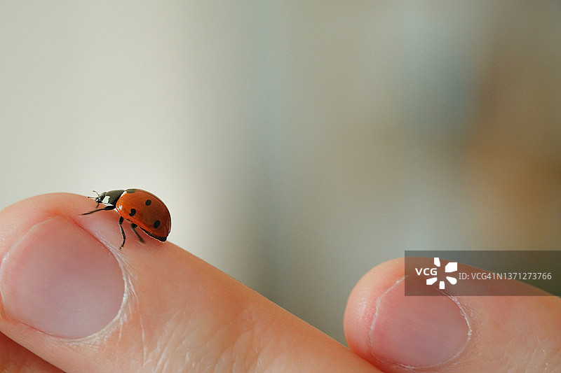 瓢虫在人的手掌和手指上爬行图片素材