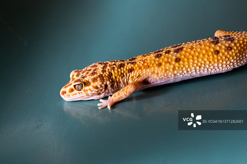 蜥蜴在桌子上爬行，南非东开普省图片素材