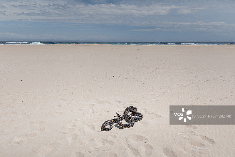 南非东开普省海滩上的蛇图片素材