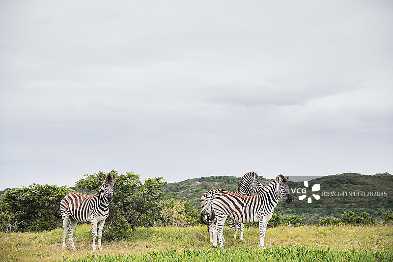 三只斑马站在南非东开普省的草原上图片素材
