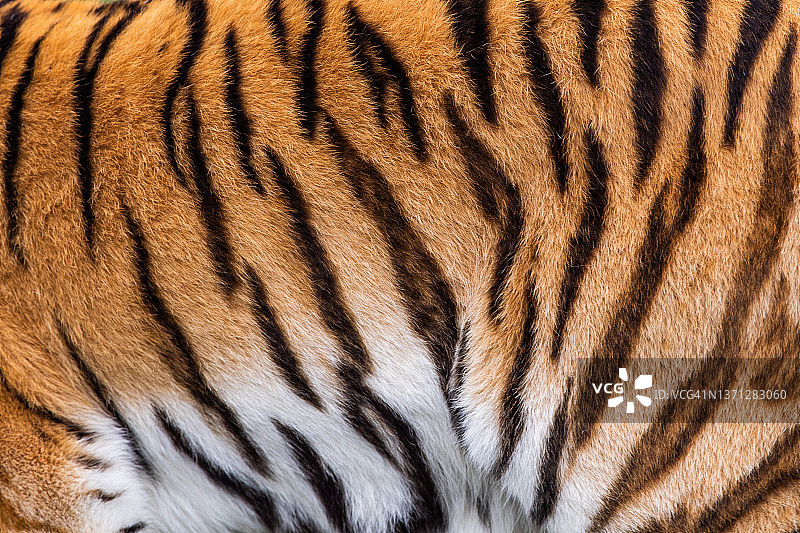 南非东开普省老虎身体特写图片素材