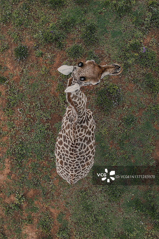 鸟瞰视角下的长颈鹿，南非东开普省图片素材