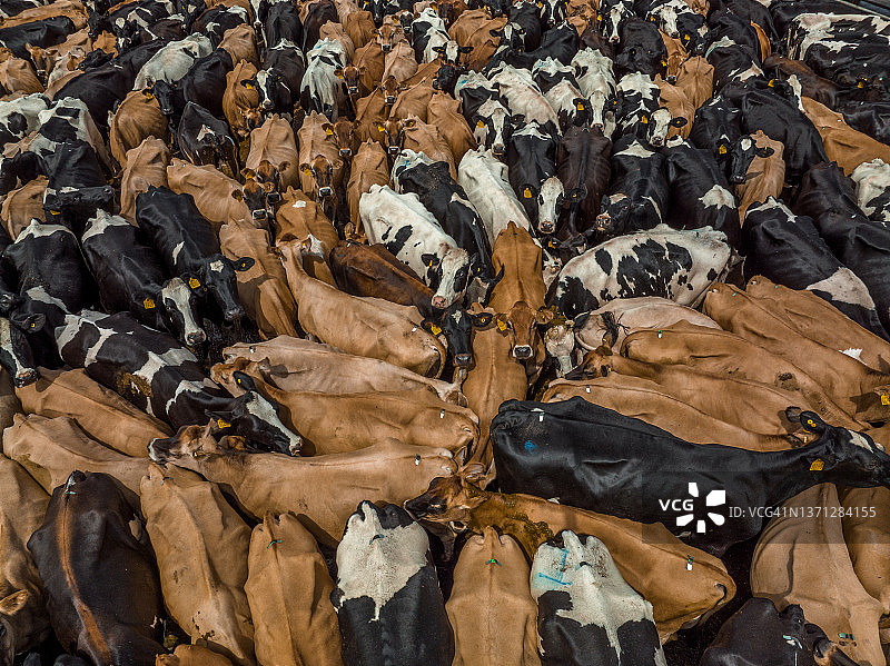 南非东开普省牛栏中一大群奶牛的航拍特写图片素材