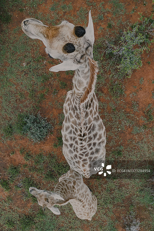 南非东开普省极近距离俯视的两只长颈鹿图片素材