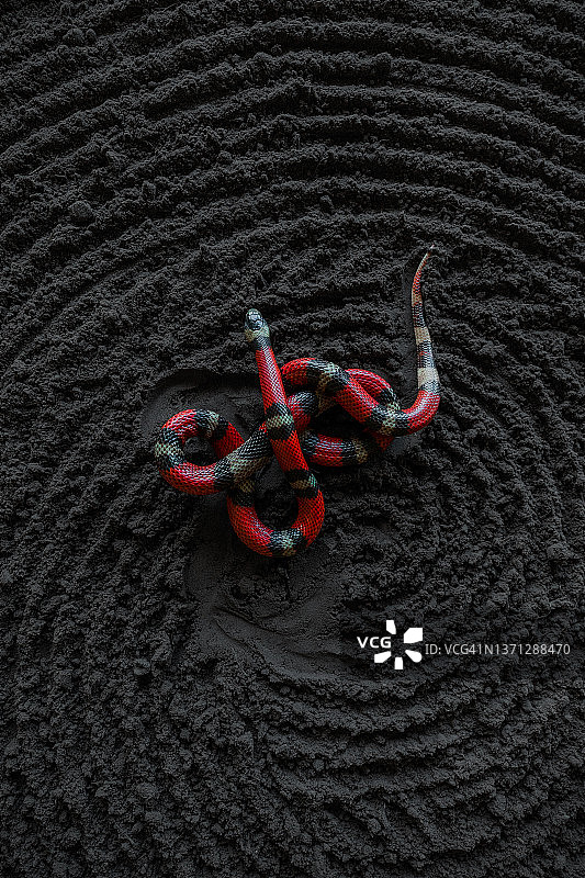 南非东开普省色彩鲜艳的珊瑚蛇航拍特写图片素材