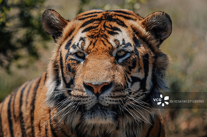 老虎凝视远方特写，位于南非自由邦老虎峡谷私人禁猎区图片素材