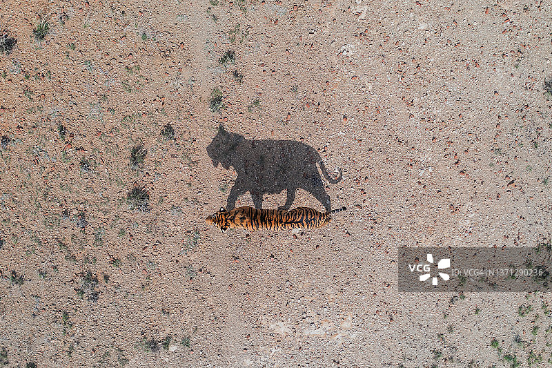 南非自由州老虎峡谷私人禁猎区老虎及其倒影航拍影像图片素材