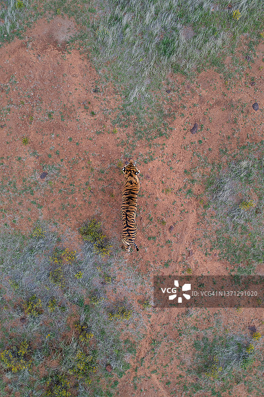 老虎在荒野中行走的无人机照片，老虎峡谷私人狩猎保护区，南非自由邦图片素材
