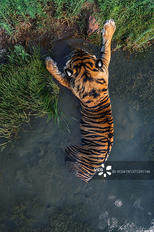 南非航拍：水坑边休息的老虎图片素材