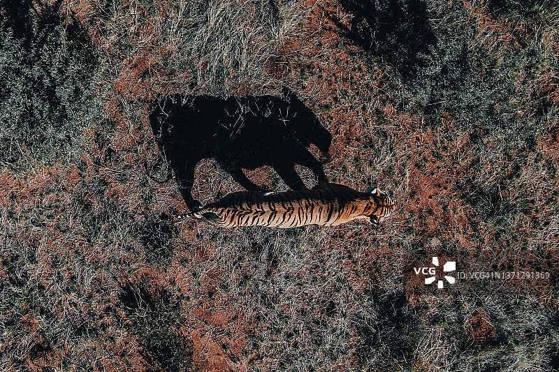 航拍：南非老虎峡谷禁猎区的老虎图片素材