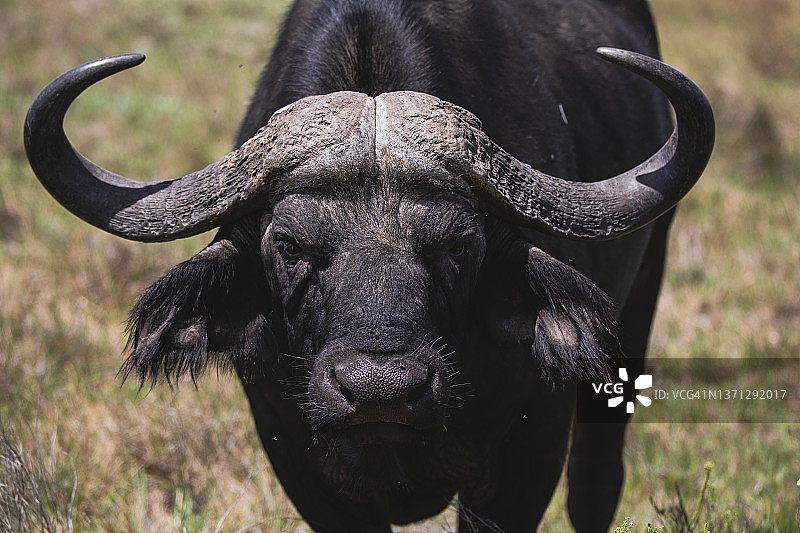 注视镜头的非洲水牛，位于南非东开普省拉利贝拉禁猎区图片素材