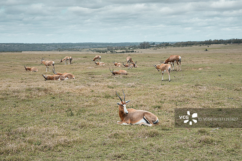 南非东开普省平原上休息的一群非洲大羚羊图片素材