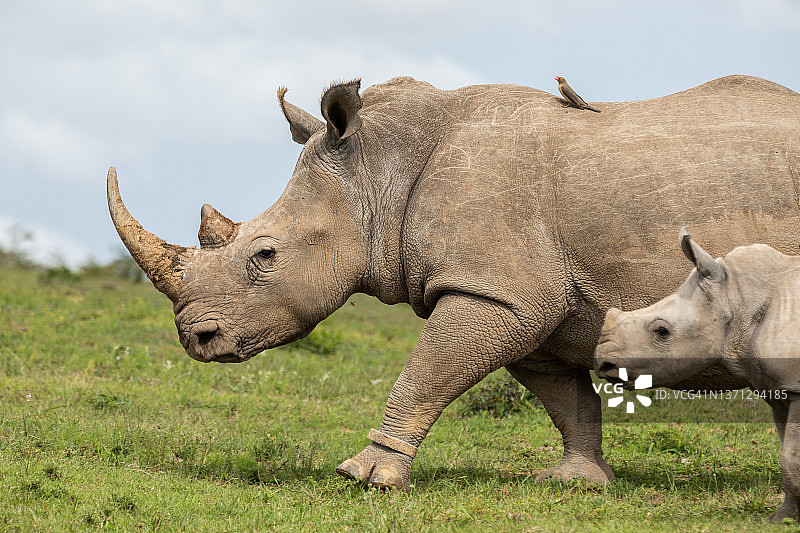 两只犀牛穿过稀树草原的侧面特写，位于南非东开普省拉利贝拉禁猎区图片素材