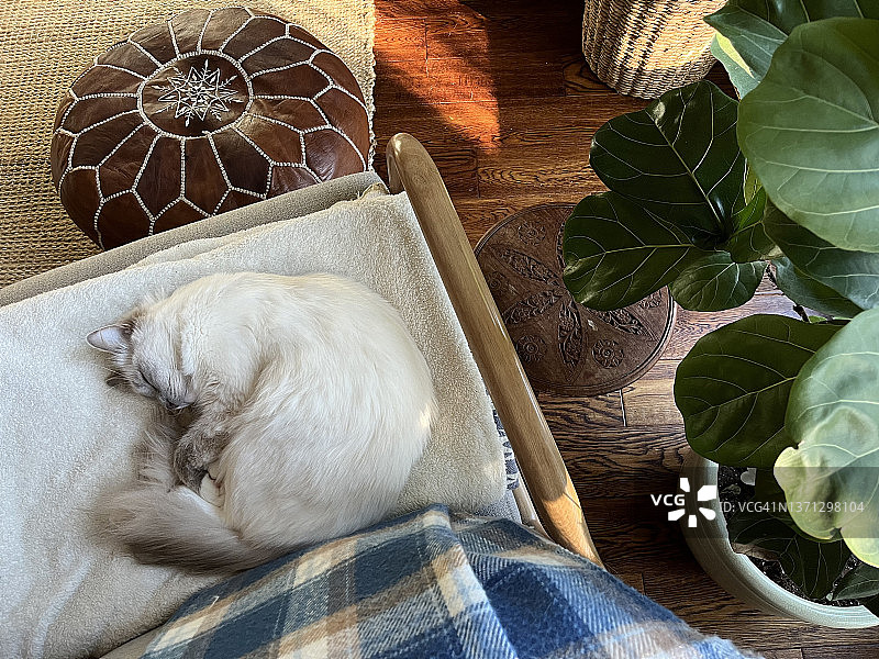 睡在椅子上、靠近室内盆栽的白色布偶猫图片素材