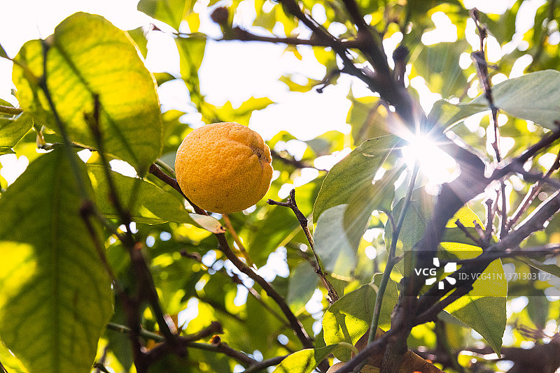 柠檬树上的柠檬图片素材