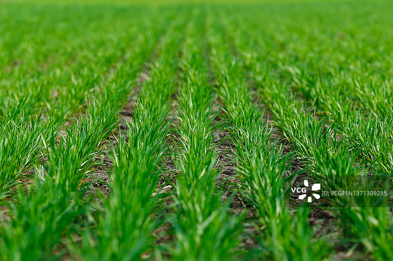 田野里整齐生长的幼小麦图片素材