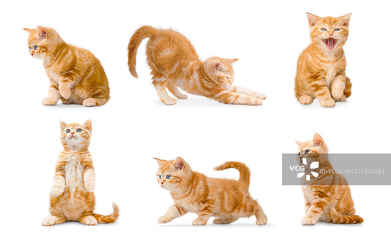 红色短毛苏格兰折耳猫图片素材