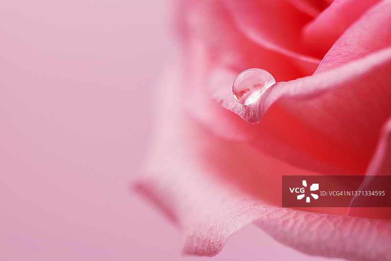 粉色玫瑰上的水滴特写图片素材