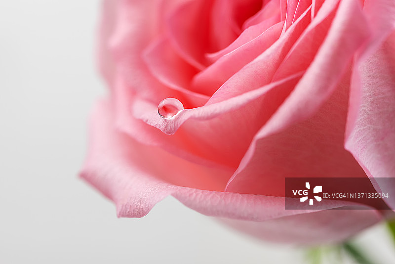 粉色玫瑰上的水滴图片素材