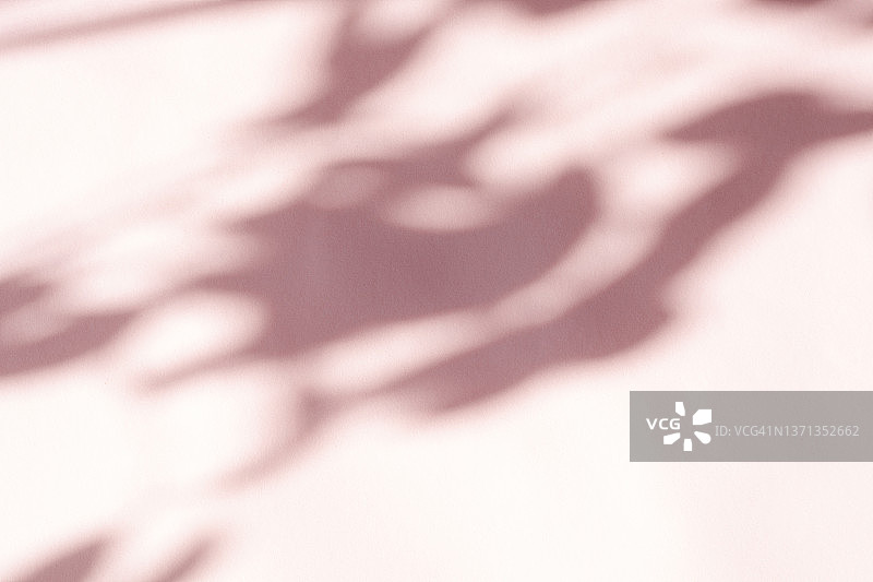 粉色背景上的阳光反射时尚摄影效果，用于覆盖，植物树枝阴影图片素材