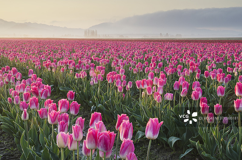 华盛顿斯卡吉特河谷的郁金香花田图片素材