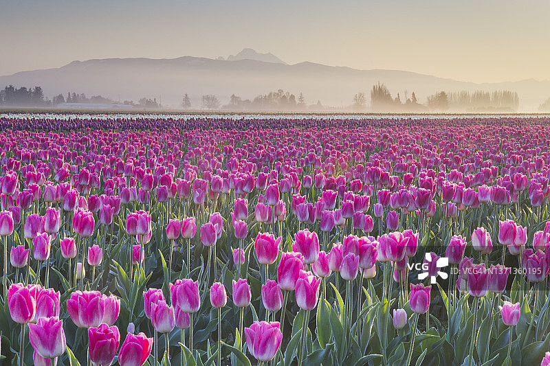 华盛顿斯卡吉特河谷的郁金香花田图片素材