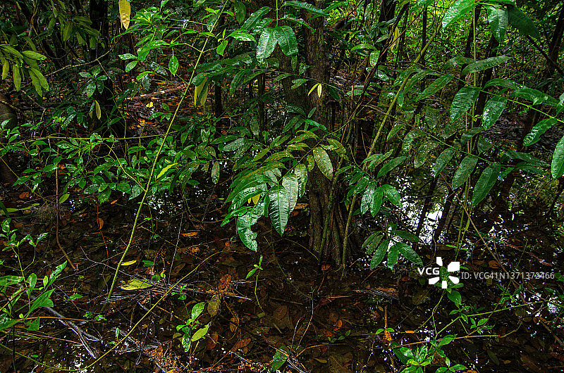 墨西哥金塔纳罗奥州穆伊尔，西安卡安生物圈保护区的湿地生境图片素材