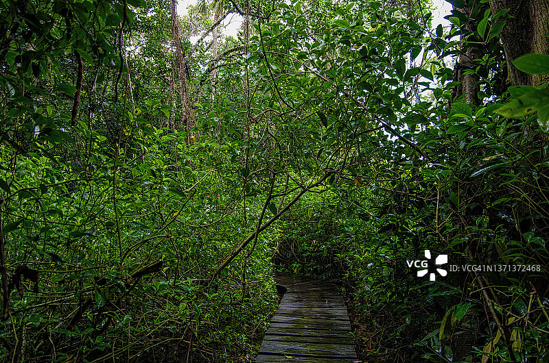 穿过湿地栖息地的木板路，位于墨西哥金塔纳罗奥穆伊尔的思安卡安生物圈保护区图片素材