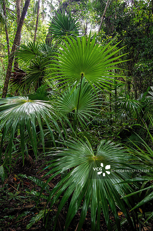 墨西哥金塔纳罗奥州穆伊尔，西安卡安生物圈保护区的湿地生境图片素材