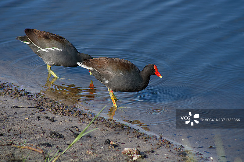 黑水鸡图片素材