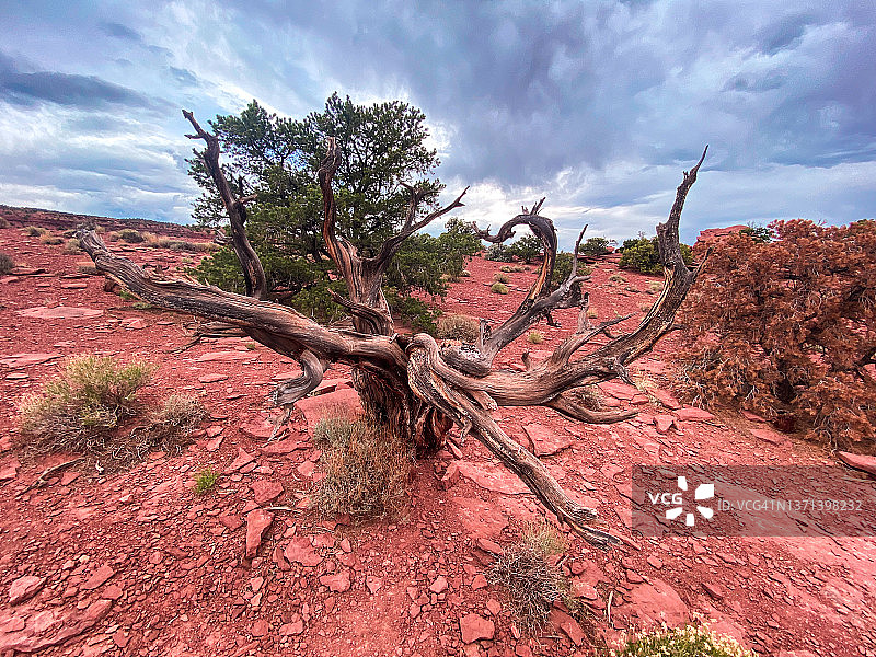 国会礁国家公园日落点鹅颈区的侵蚀地面和树木图片素材