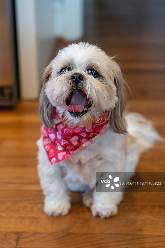 在厨房硬木地板上打呵欠的雌性西施犬图片素材
