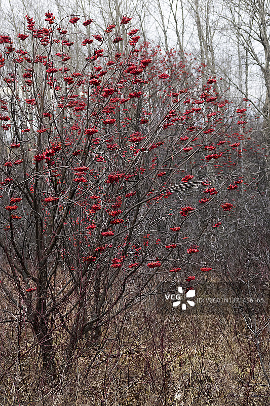 蒙若利小溪-勒布伦公园图片素材