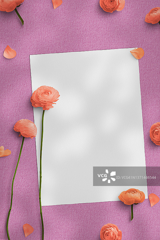 粉色背景下的毛茛和空白纸张图片素材