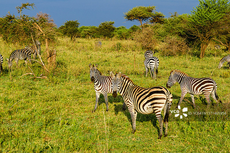 塞伦盖蒂国家公园的斑马，坦桑尼亚图片素材