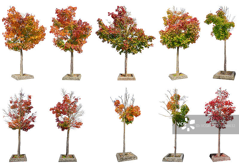 白色背景上的彩色树木图片素材